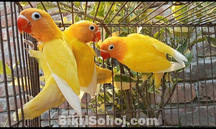 Yellow Ficer love birds